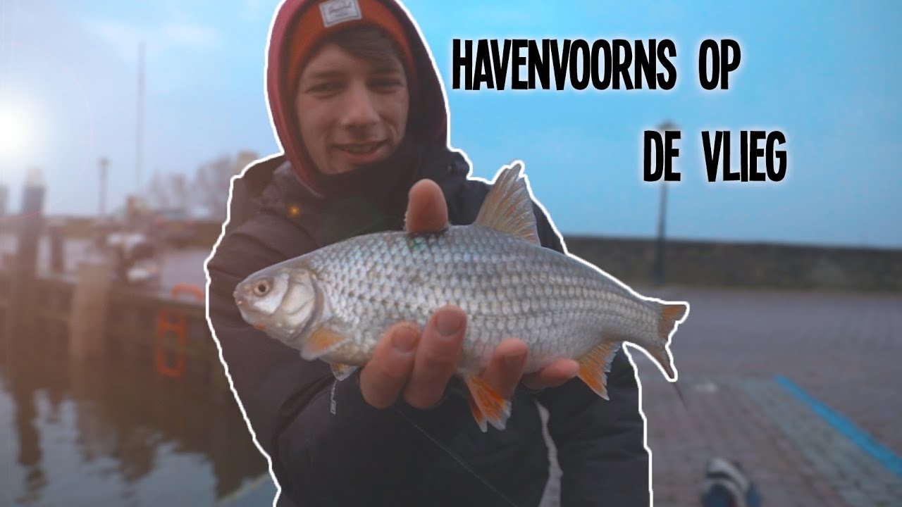 Hoe Vang Ik Havenvoorn Op De Vlieg? - VliegvisTD Vlog #2