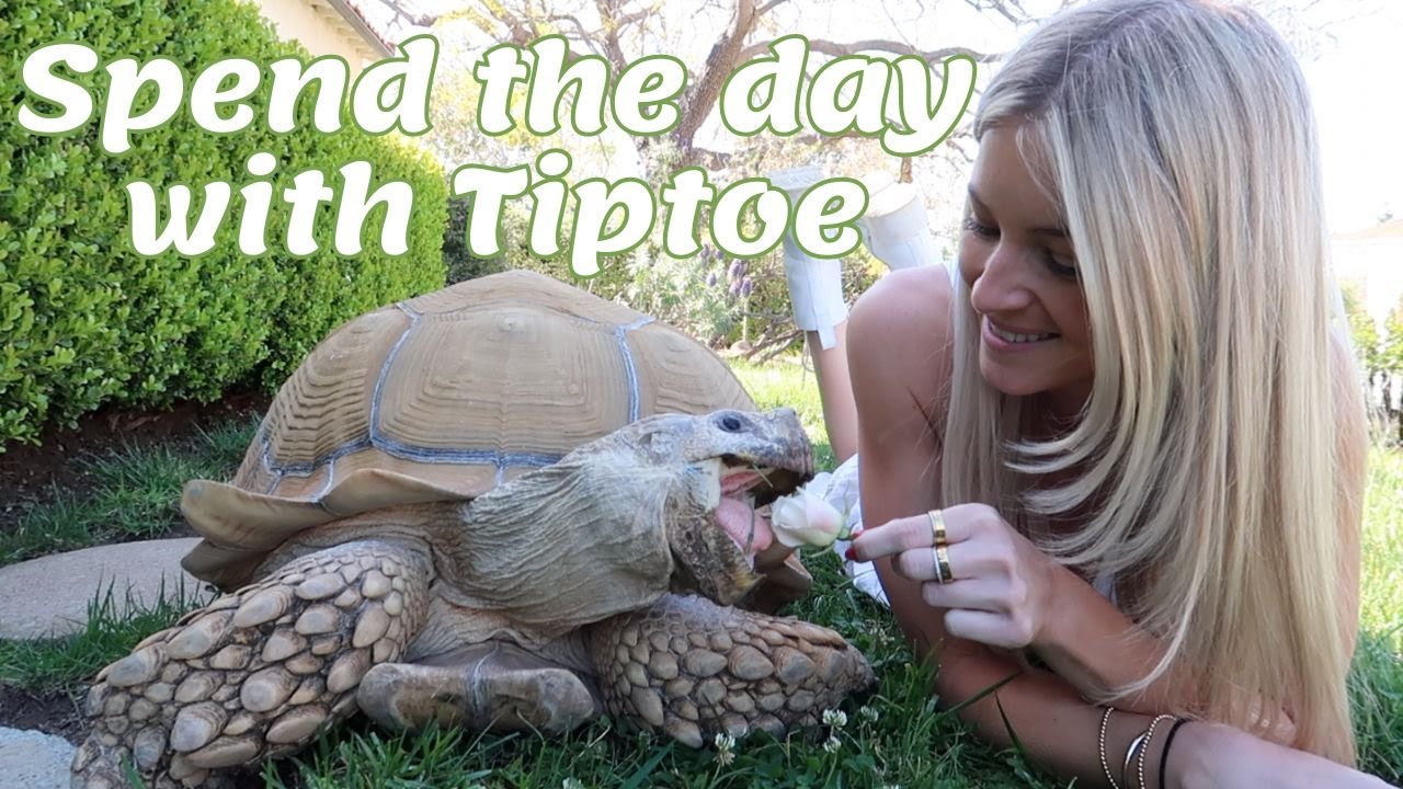 A day in the life of Tiptoe my 175 pound tortoise