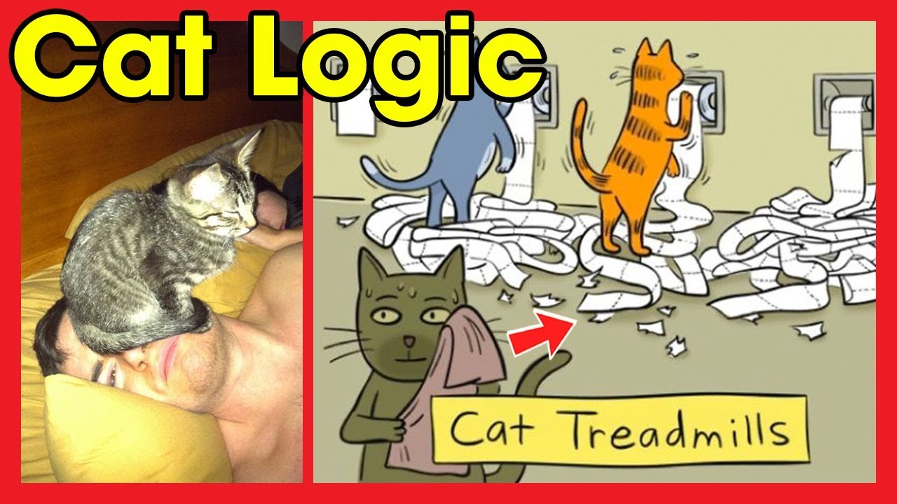 The Best Examples Of Cat Logic (New Pics)