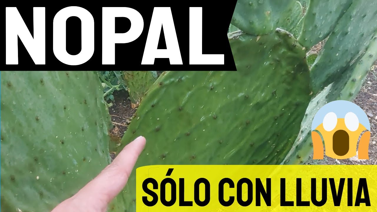 🌵 Nopal Verdura ¿Es RENTABLE? Cuánto produce en TEMPORAL‼ Parte 1