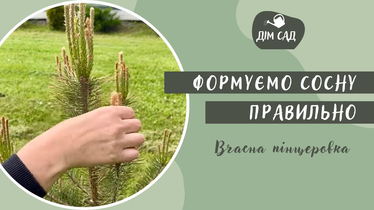 Як ФОРМУВАТИ КРОНУ сосни