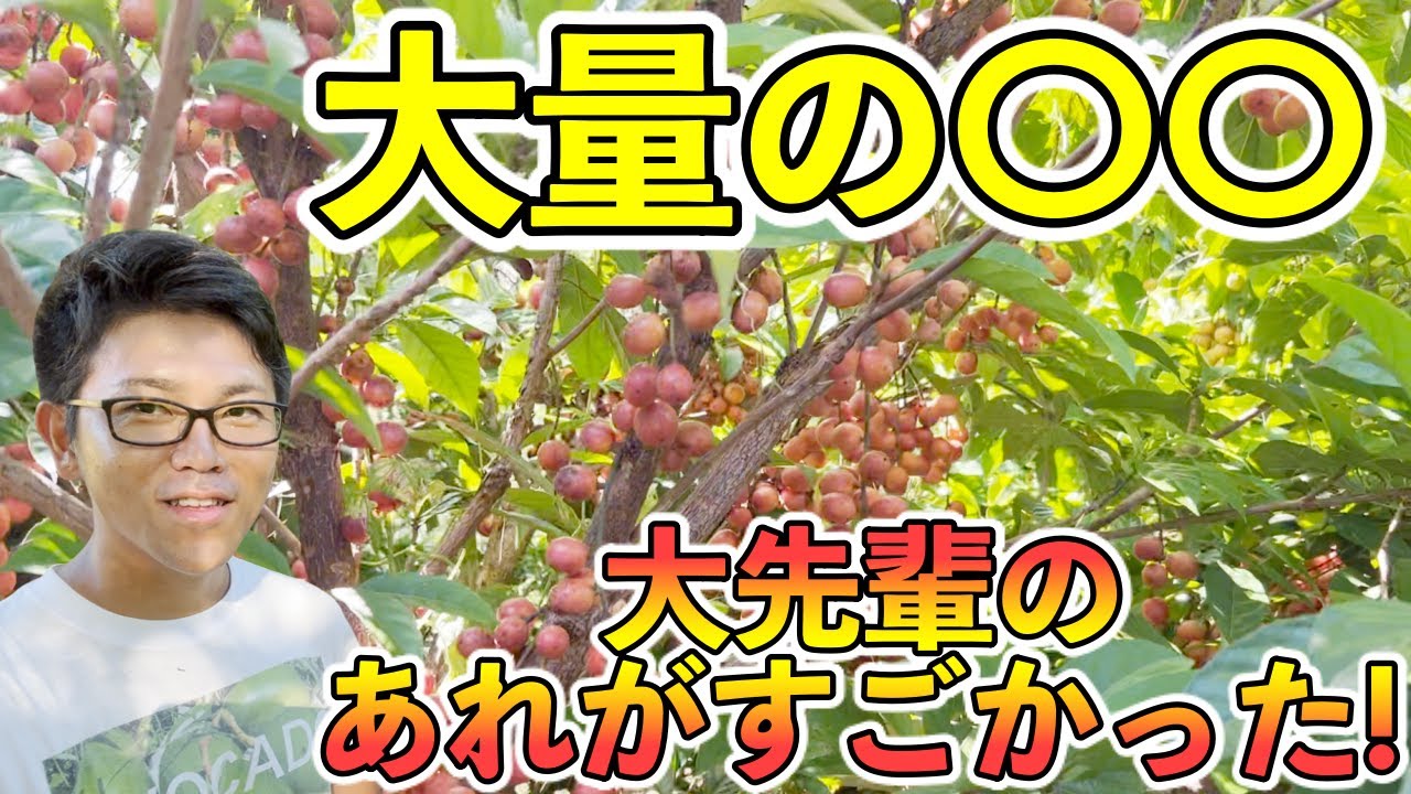 【激ヤバ！】あの大先輩からめっちゃ珍しい果実をいただいた！！！ランバイ！！！