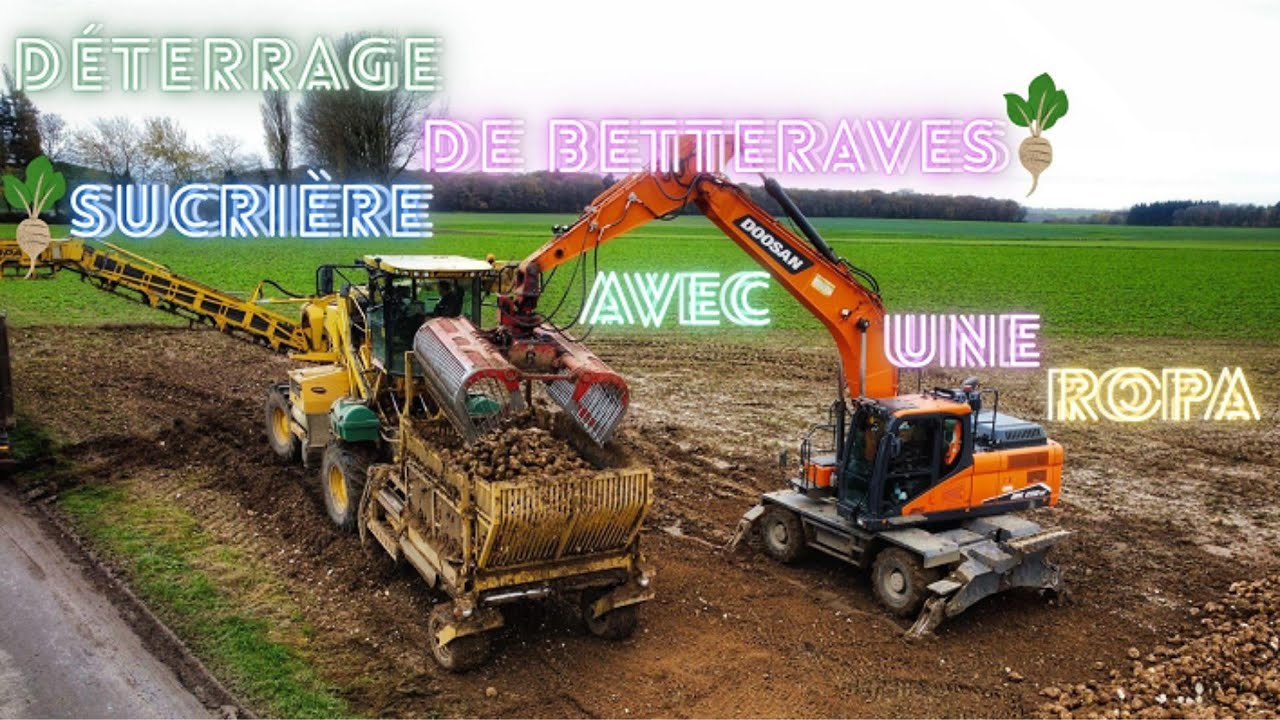 déterrage de betteraves sucrière avec une Ropa