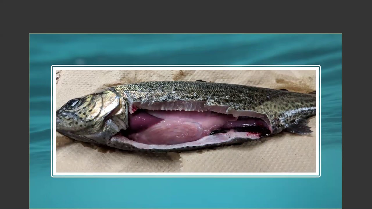 Let's Get Wet! An Introduction to Aquatic Veterinary Medicine