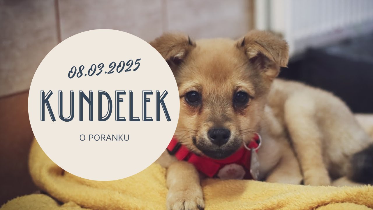 Kundelek o poranku. 08.03.2025