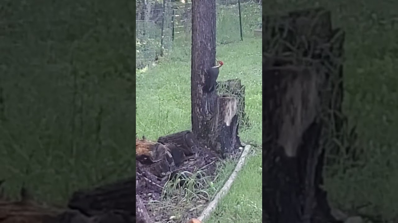 Woodpecker Royal at the Cabin