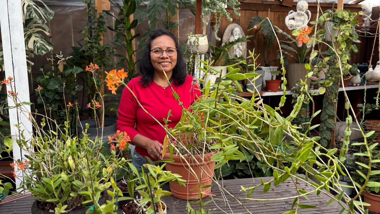 Cómo Producir OrquídeaEpidendrum (Estrella De Fuego)