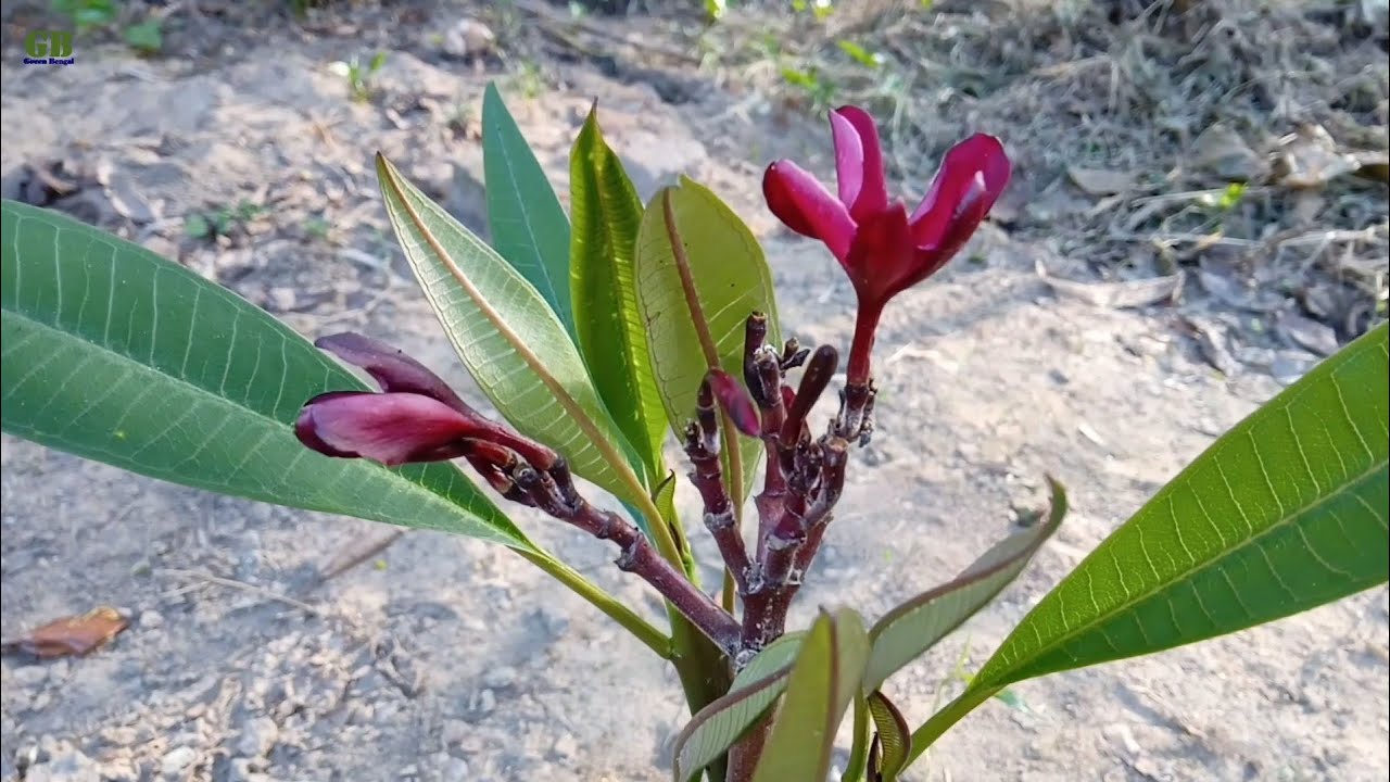 How to graft plumeria or champa