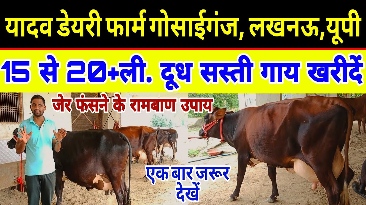 15 से 20+ली. वाली एक से बढ़कर एक सस्ती गाय खरीदें/yadav dairy farm lucknow up/dairy farm up 2024 ||