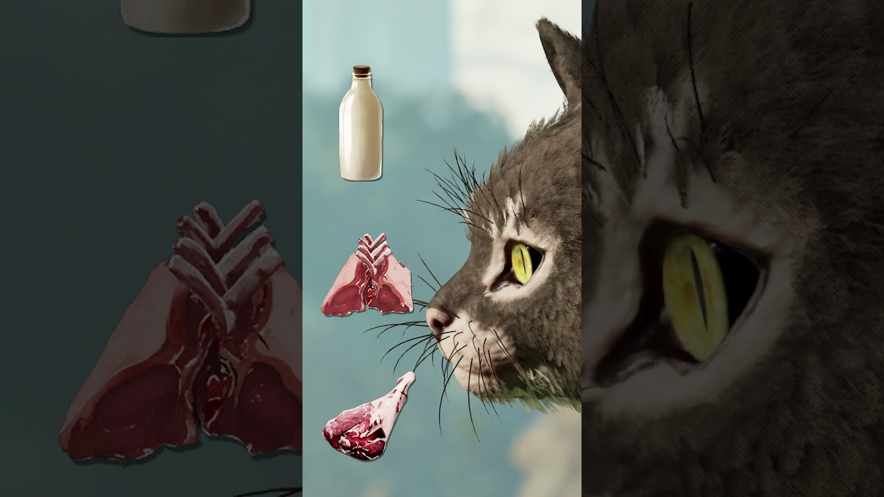 Cats on Ark Ascended Guide
