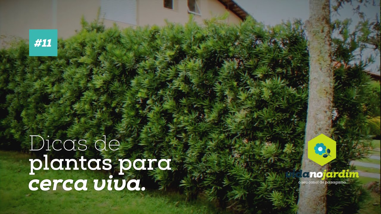 Dicas de plantas para cerca viva - Muros Verdes