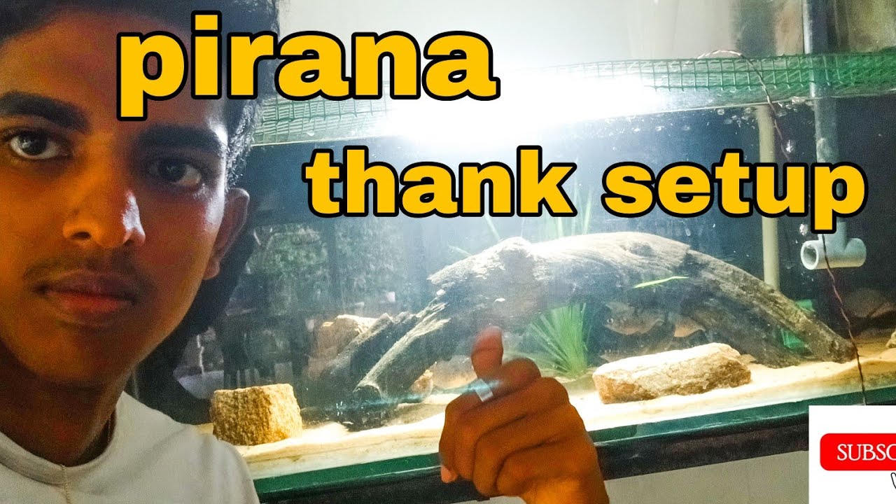 පිරාන ටැංකිය setup කරමු🐋😈| #aquamonster #aquarium #piranha 