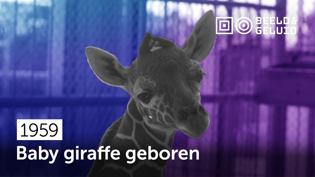 📼 Een baby van 1.73 meter (1959)