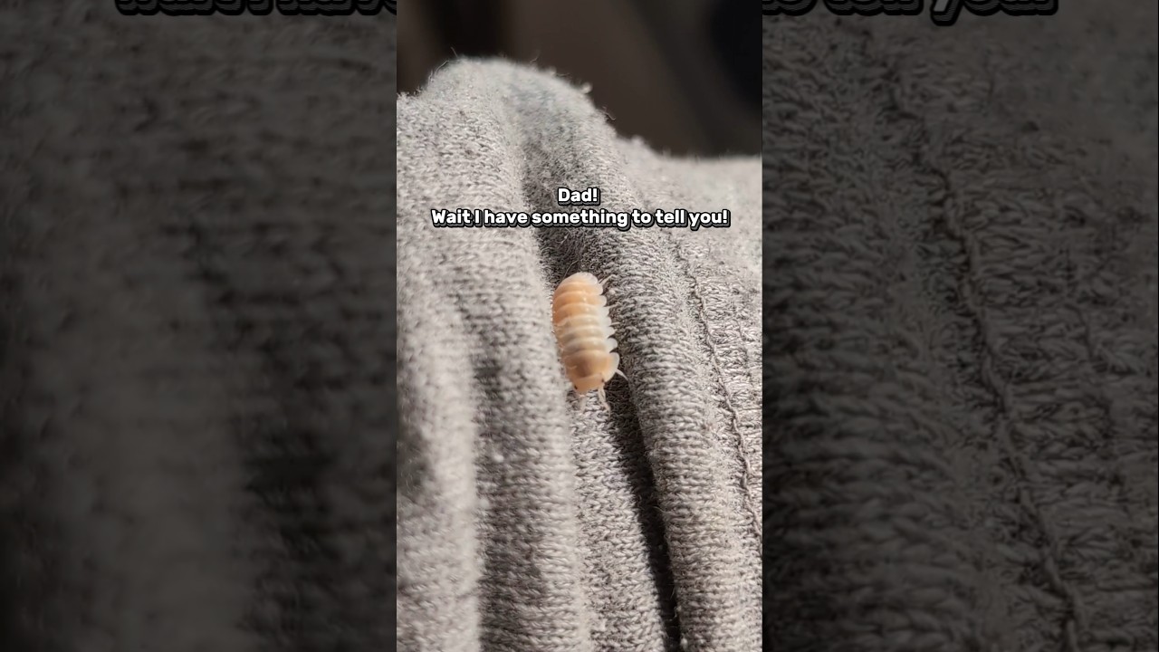 Baby is climbing on me 🥹 #isopods #bugs