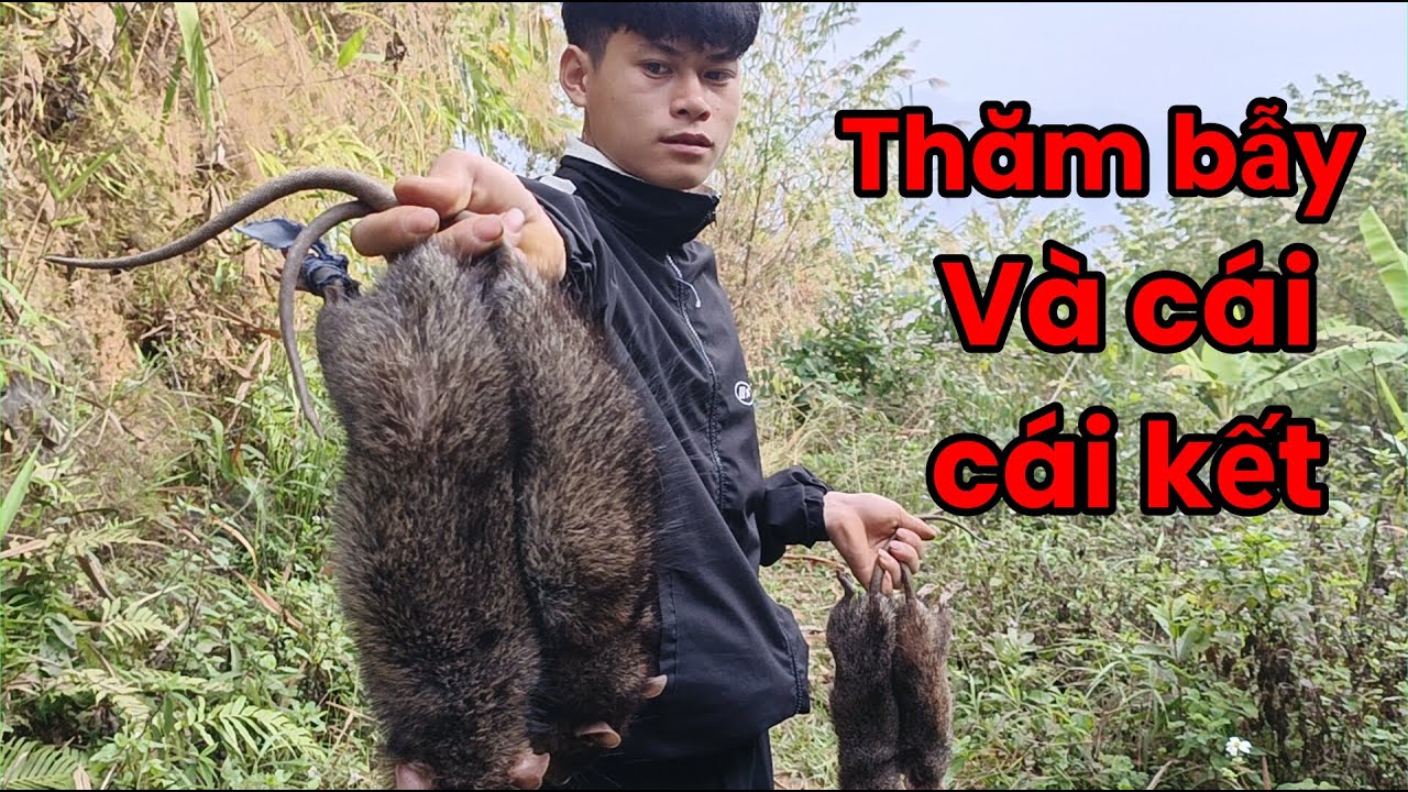 (Lụa vlong) TIEM HỦY DIỆT CHUỘT.ĐI THĂM BẪY VÀ CÁI KẾT