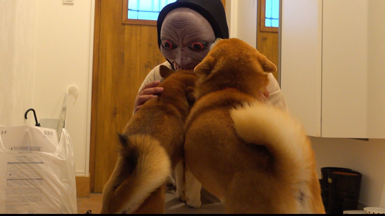 大好きなママが別人になって帰宅！その時柴犬の反応が秀逸でした。。