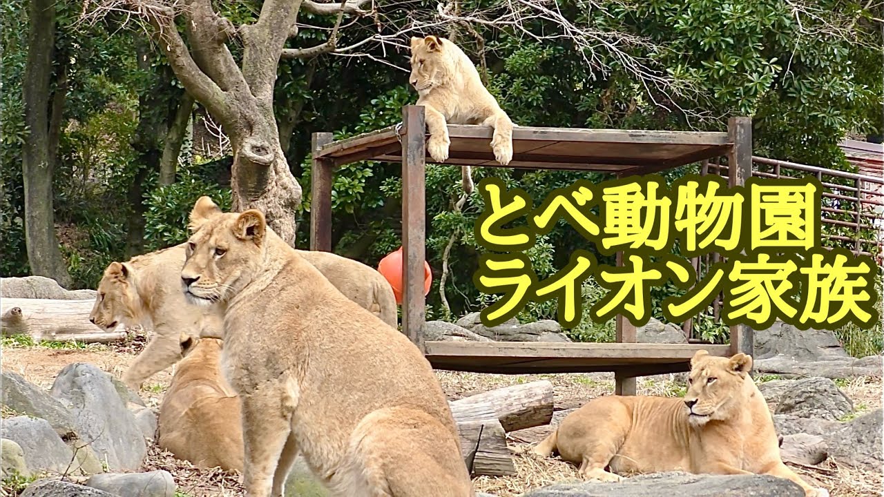 つくしアネモネ、リリ花さくら　みんななかよしです【とべ動物園】Lion family Tobe Zoo 
