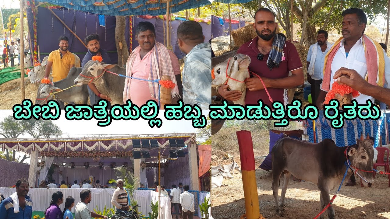 2026 ಬೇಬಿ ಜಾತ್ರೆಯಲ್ಲಿ ರೈತರು ಹಬ್ಬ ಮಾಡುತ್ತಿರುವ ದೃಶ್ಯ