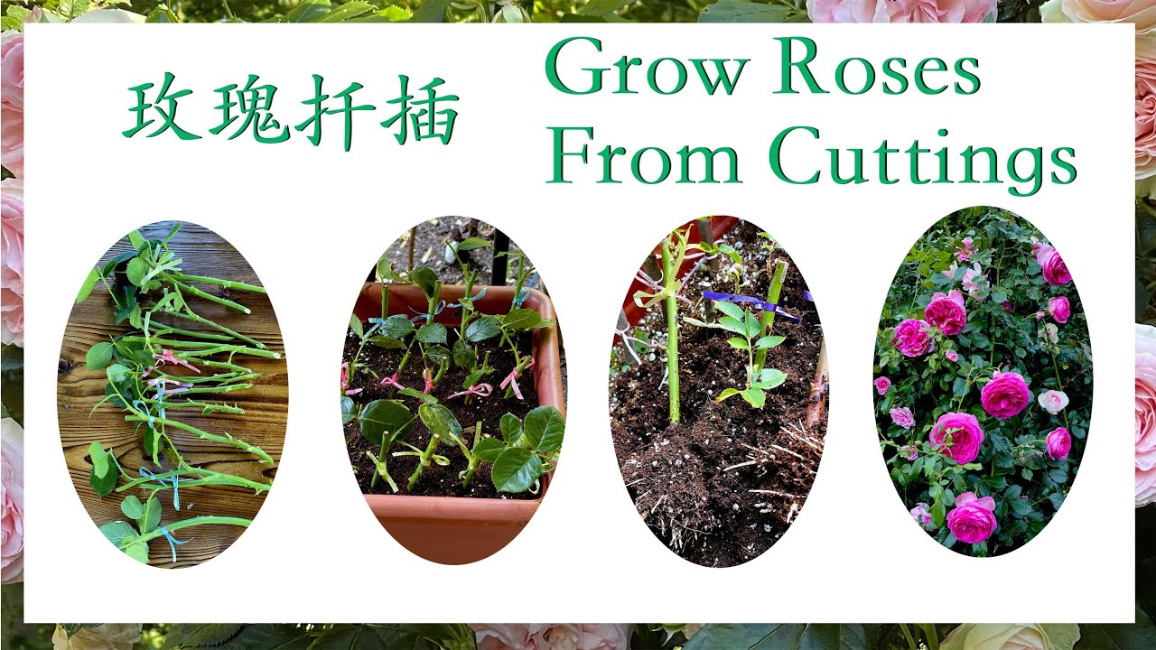 【养花·种菜】031 玫瑰扦插最详细全过程展示 How to Grow Roses From Cuttings