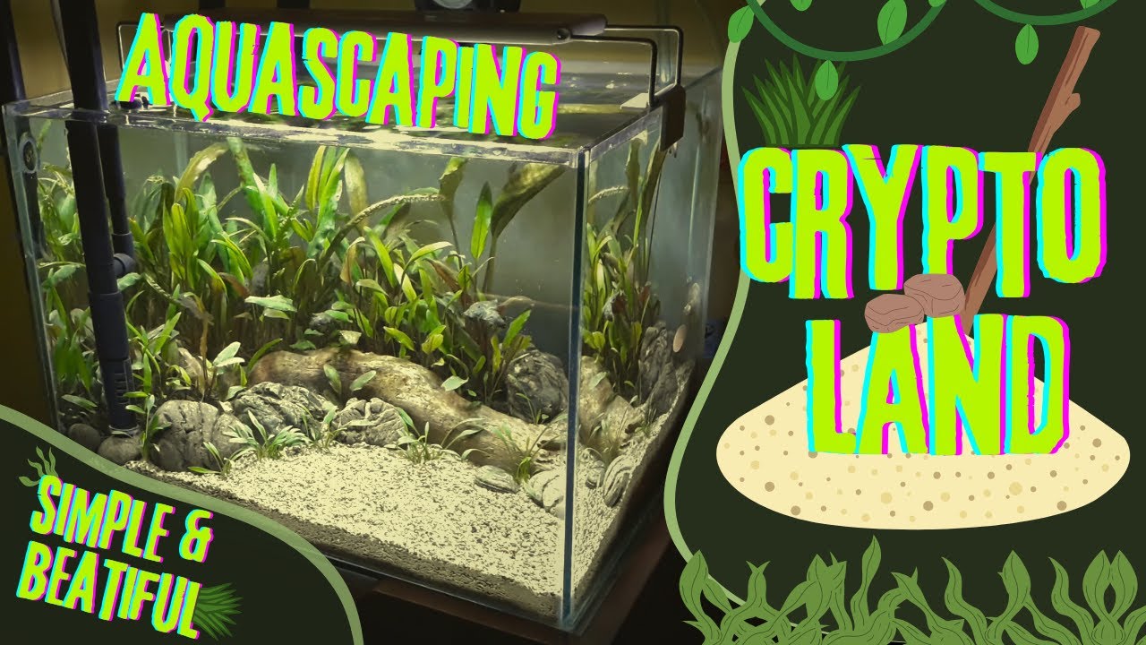Simple Aquascape Natural Style with All About Cryptocoryne plants : Crypto Land