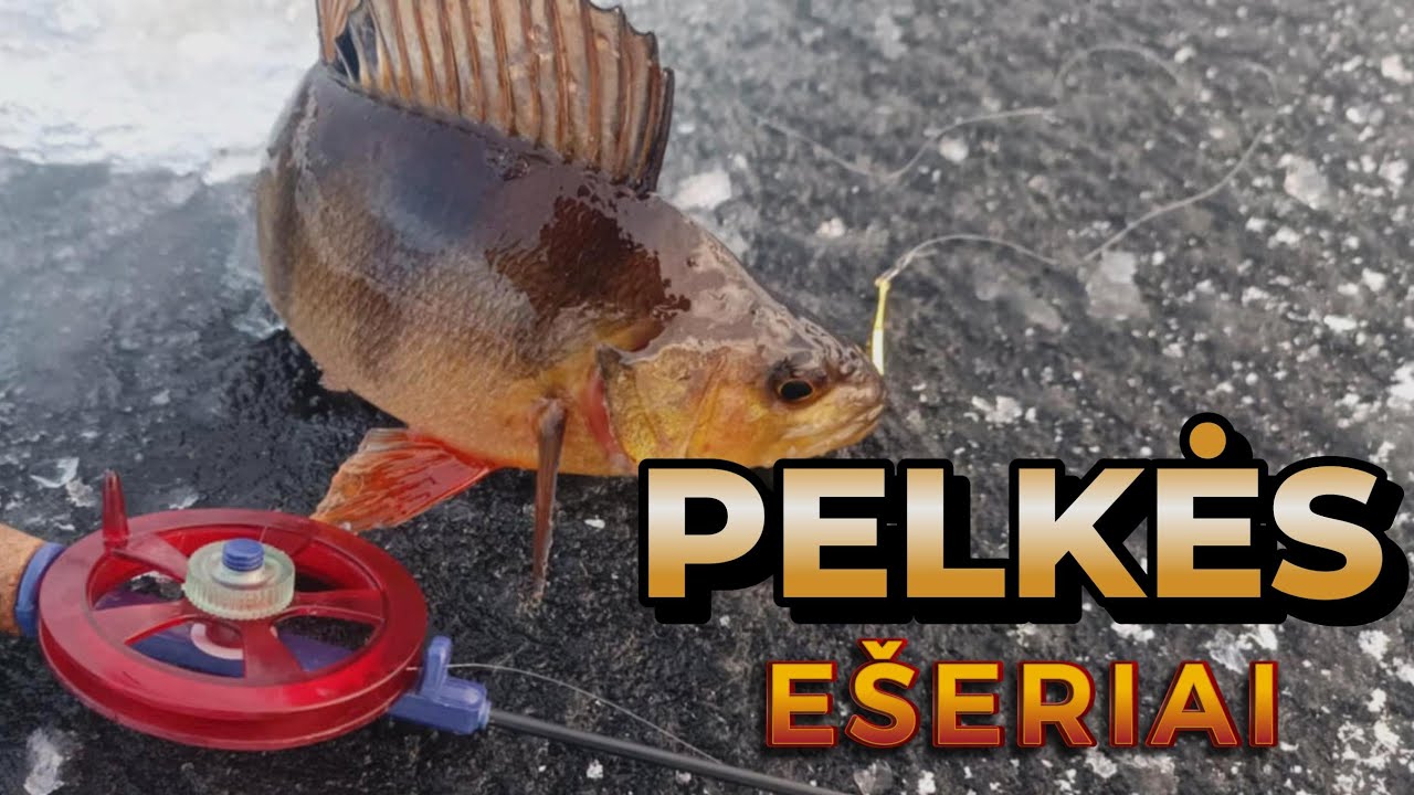 Šitoje pelkėje tik METRAS GYLIO! Nieko negaliu padaryti,žuvys plėšia avižėles! Pirmas ledas2024-2025