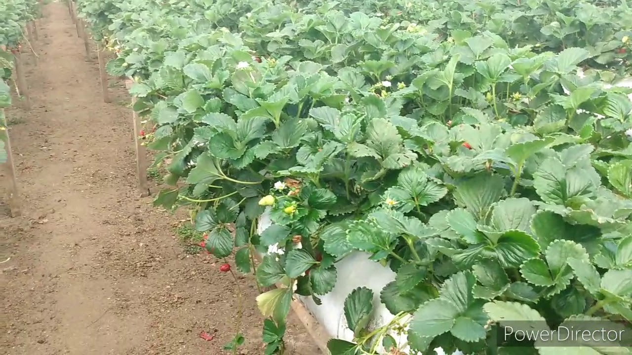 Como controlar o fungo o&iacute;dio na planta&ccedil;&atilde;o de morango