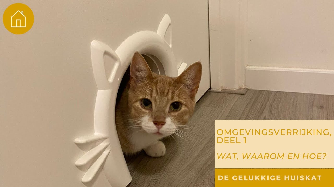 OMGEVINGSVERRIJKING, DEEL 1. WAT, WAAROM EN HOE! - De gelukkige huiskat | Kattengedrag