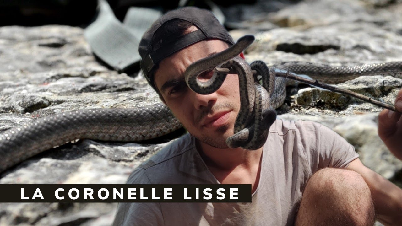 Coronelle - Chasse aux serpents