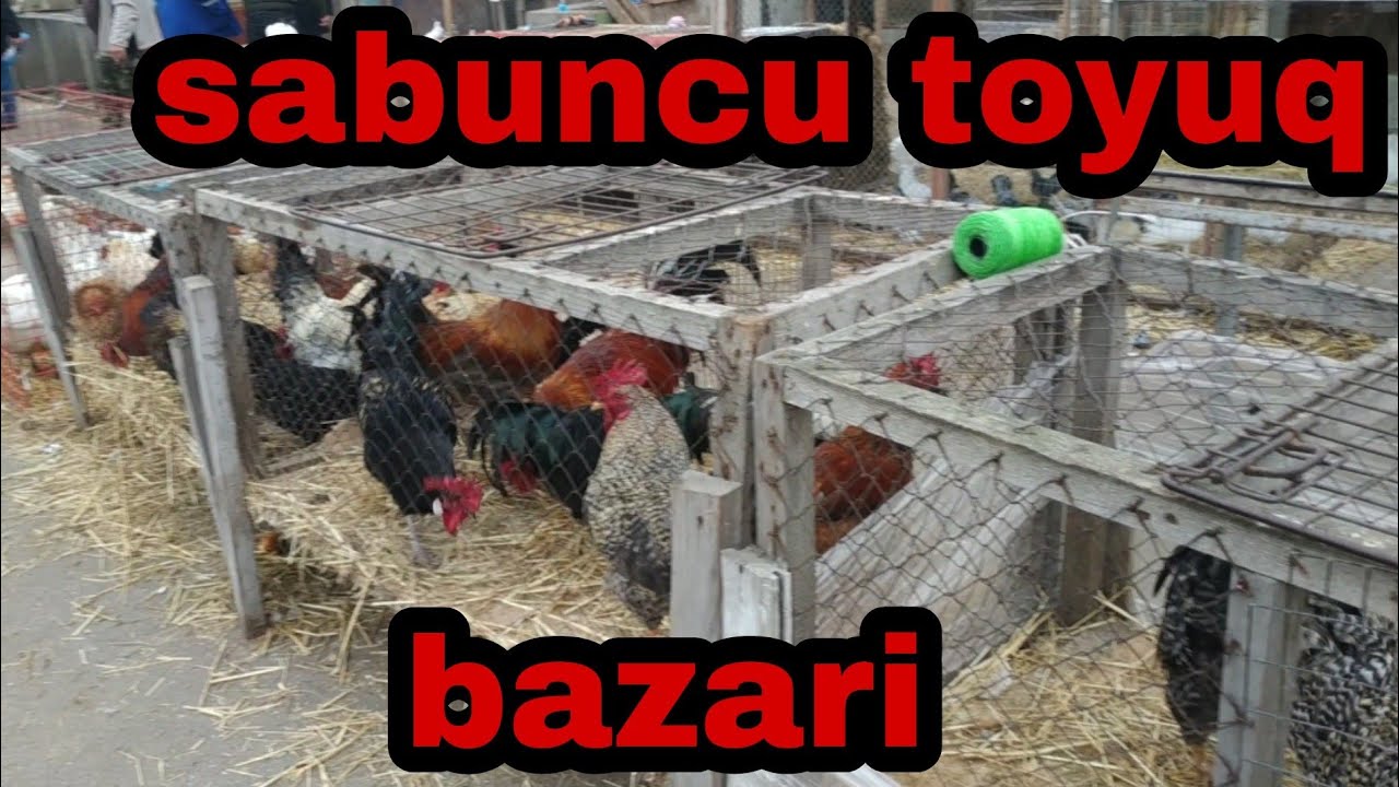 sabuncu toyuq bazari. 06.02.2021