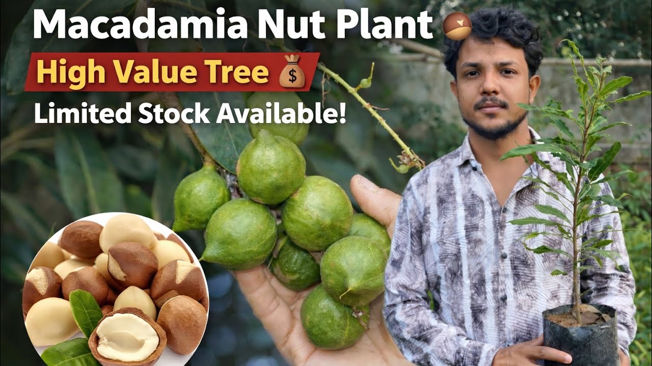 Macadamia Nut Plants for Sale 🌱 | High Profit Dry Fruit Farming | Healthy Plants 