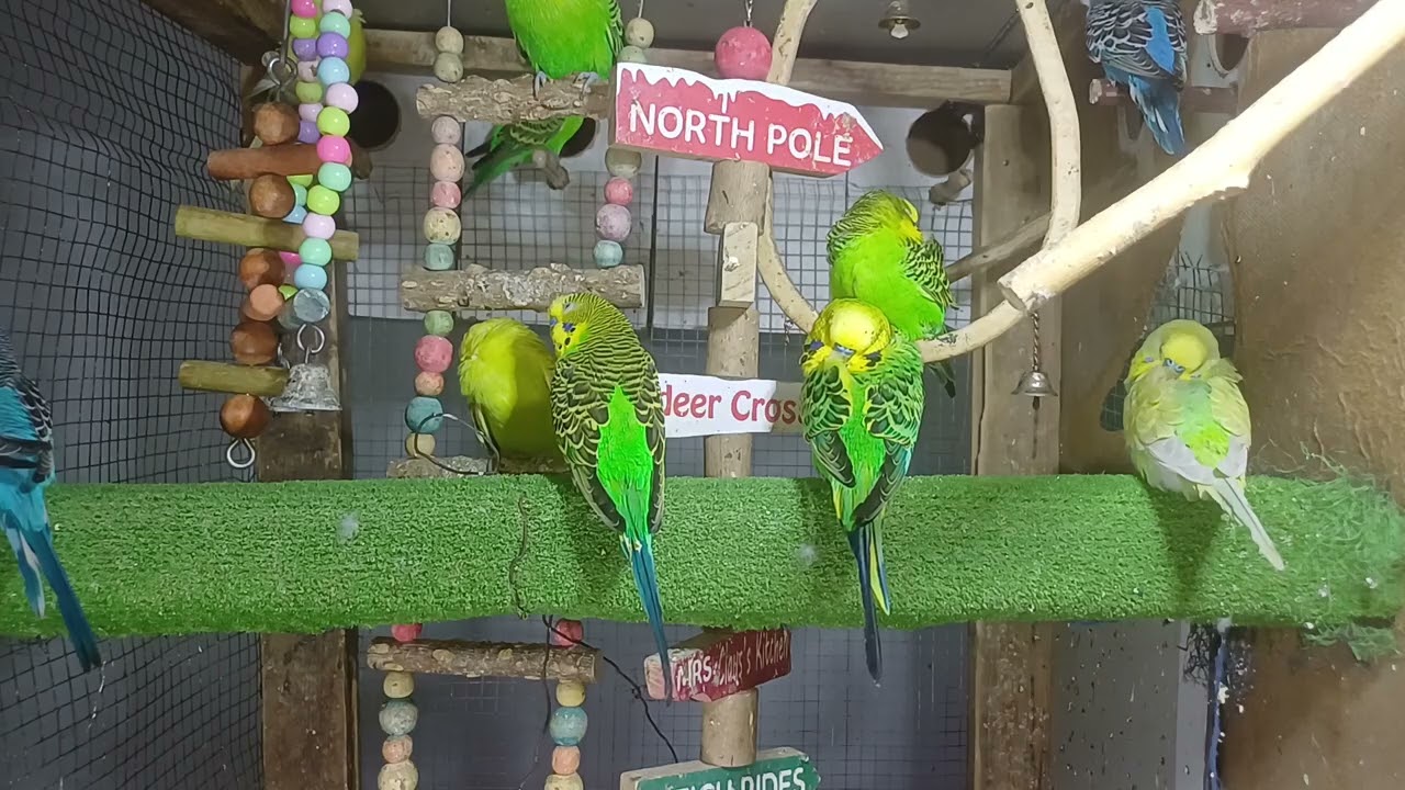 Can Parrots Recognize You?