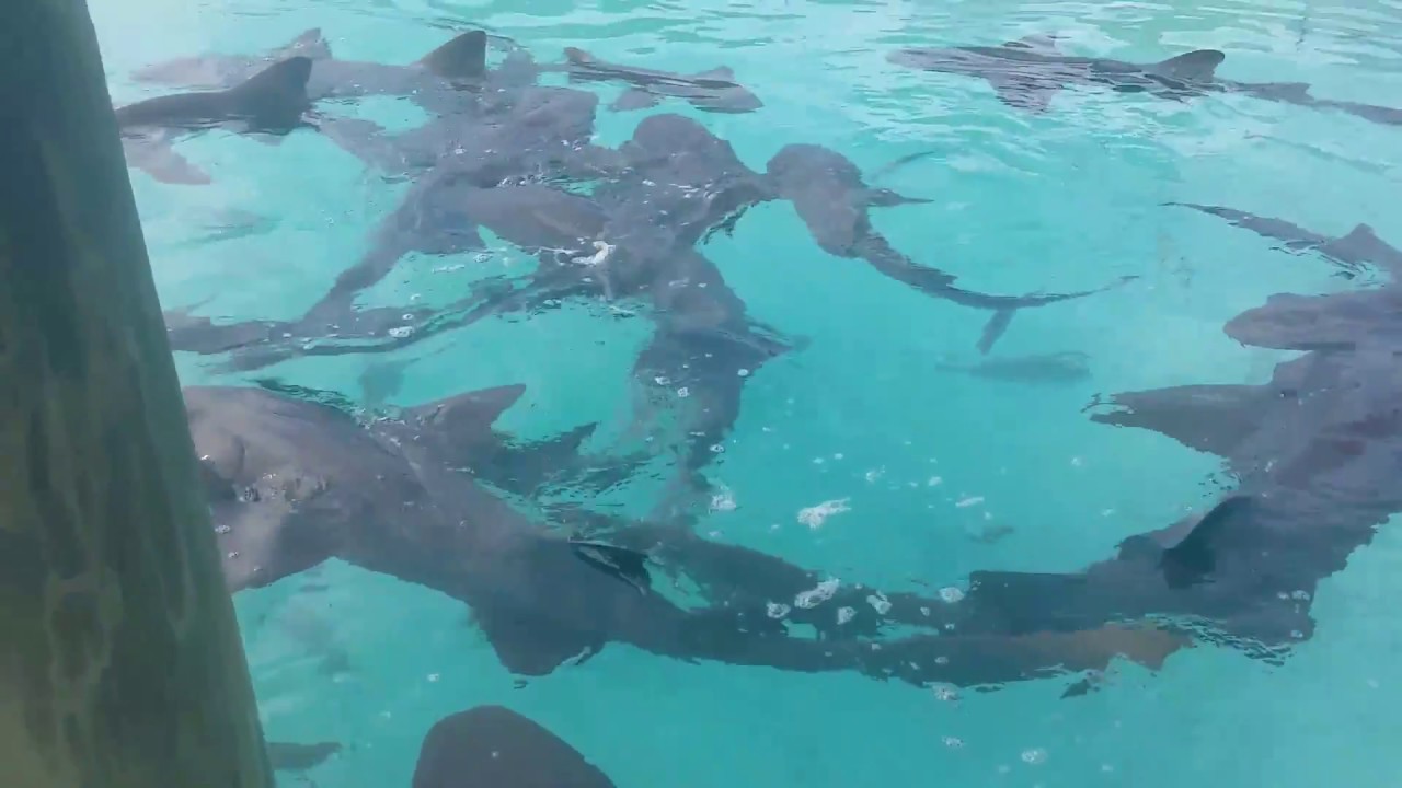 Clip 3: Compass Cay Marina Sharks