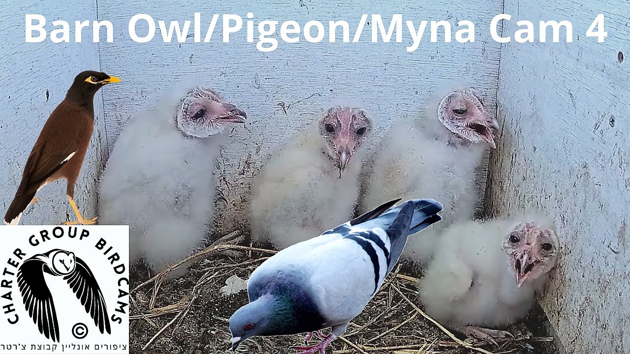 LIVE Pigeon/Kestrel/Barn Owl/Myna Israel Cam 4|תנשמות| The Charter Group of Wildlife Ecology