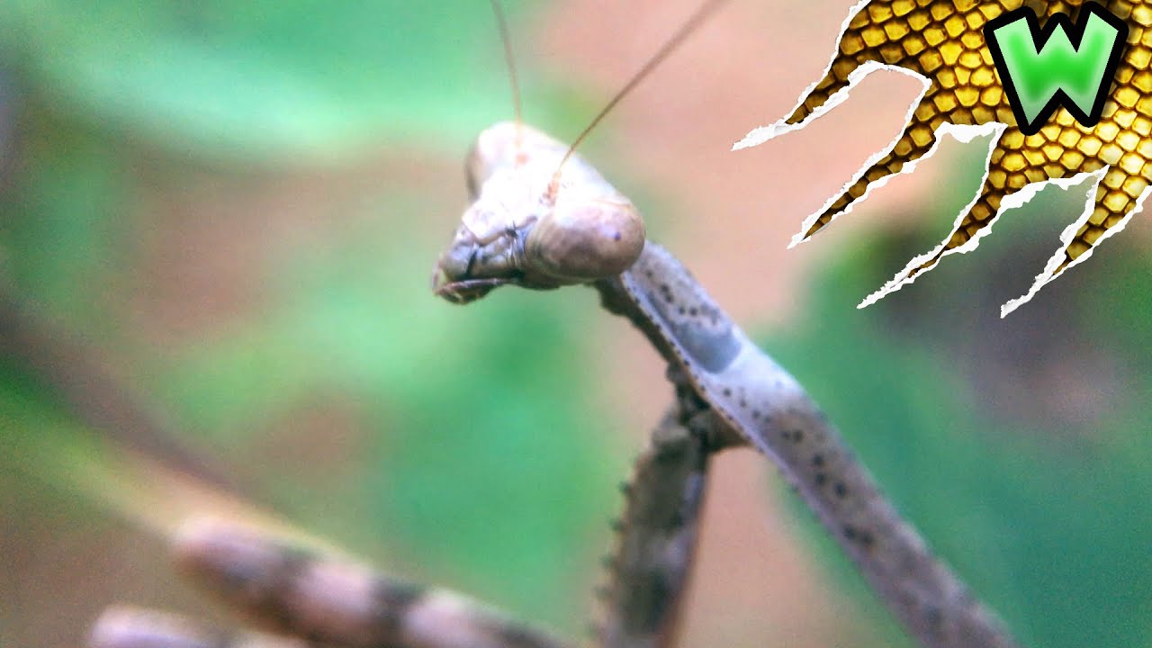 How to Find Native Praying Mantises in Your Backyard