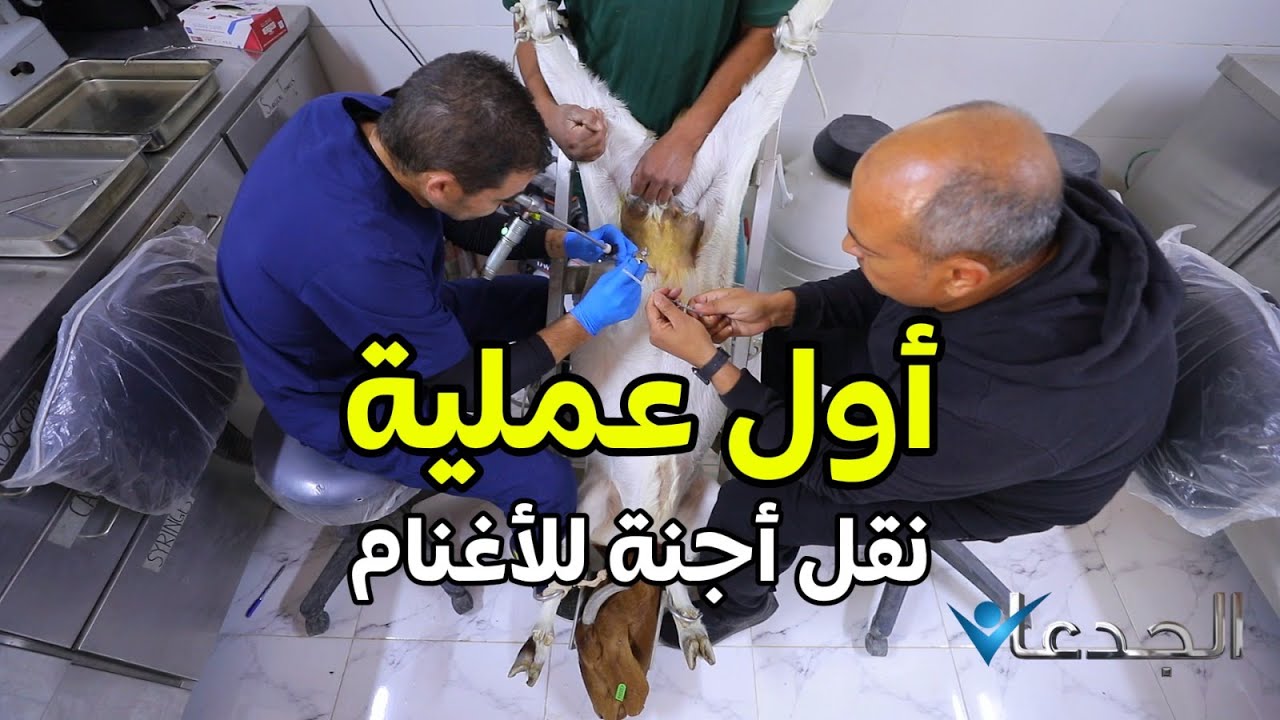محمد غانم يرصد أول جراحة نقل أجنة الأغنام في مزرعة 