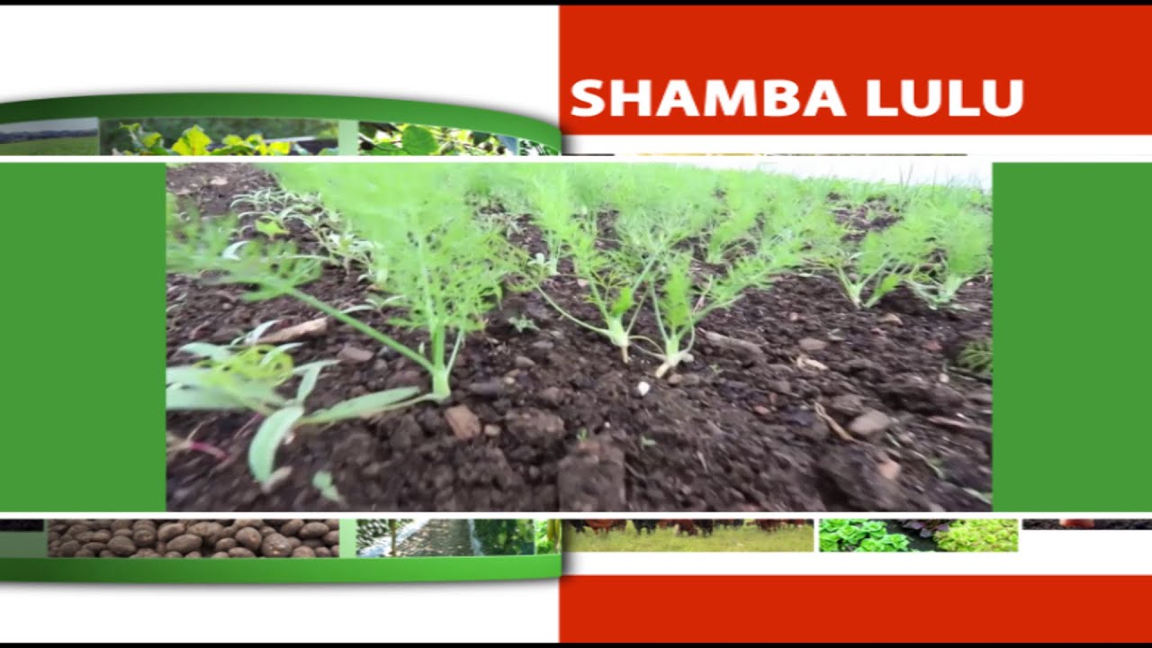 #SHAMBALULU: Kilimo cha Chai