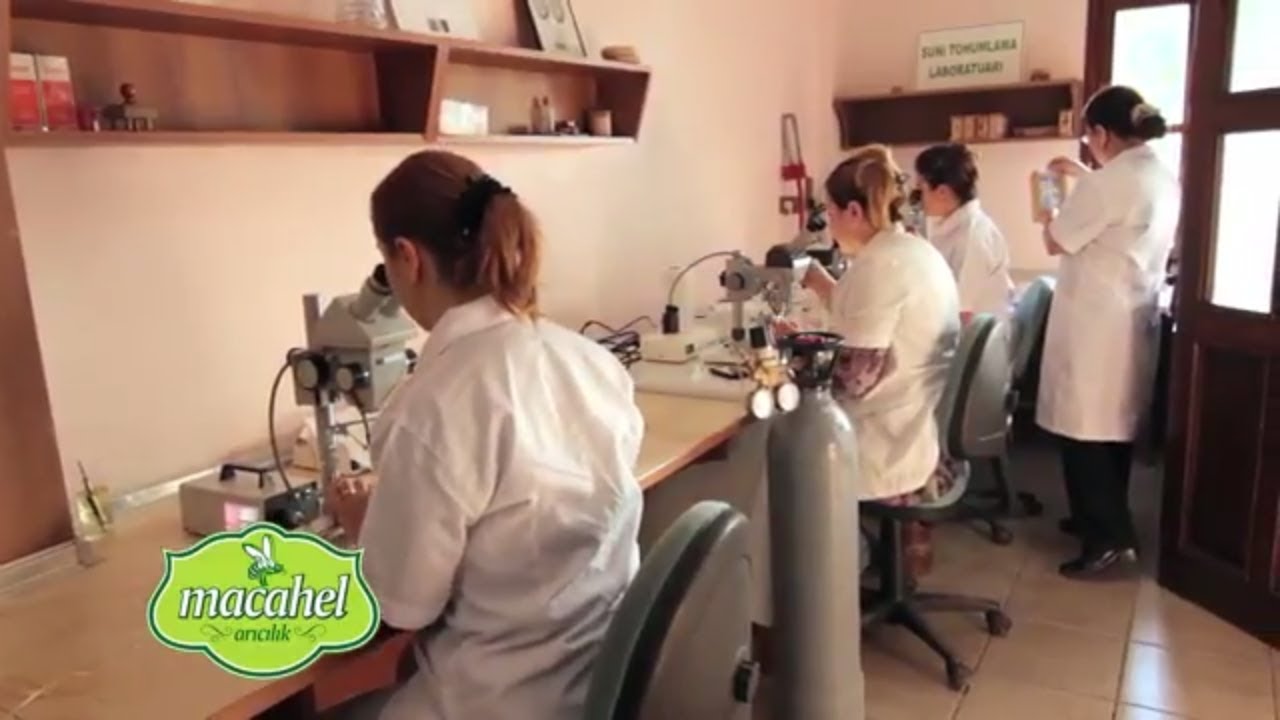 Macahel Arıcılık A Ş den Ana Arılar