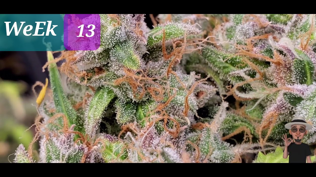 WeEk 13 ,Purple HAZE Auto ,Wedding Cake Auto,Blue Amnesia , Nukeheads Auto,Purple Sunset. (Tv420📺)