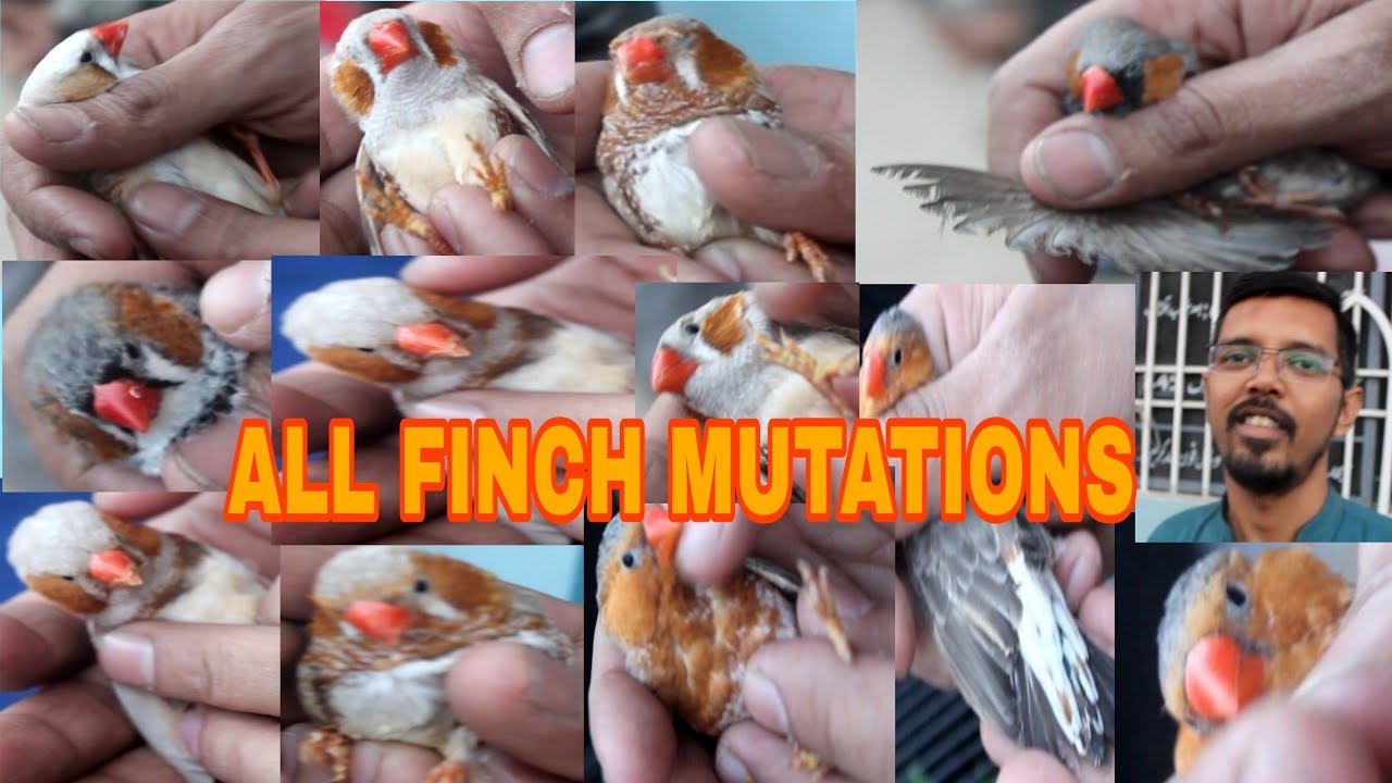 Finch Mutations, Orang/Black Breasted Single to Triple Factor, Eumo,Zebra, Florida Fancy Information