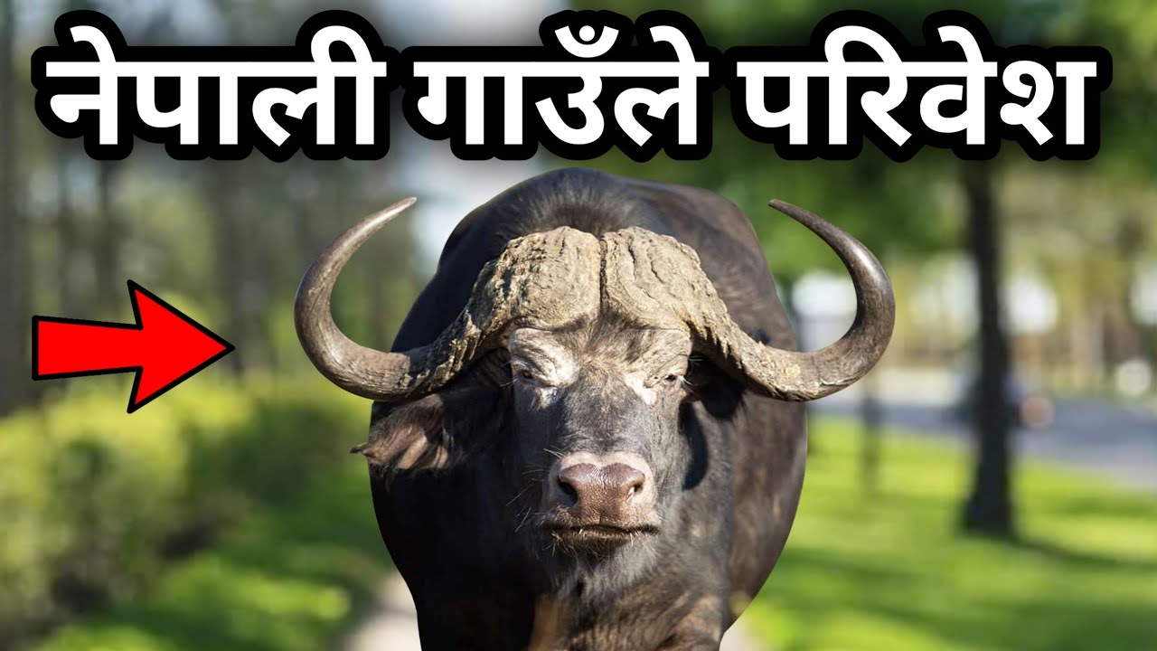 Buffalo Farming In Nepal || Traditional Buffalo Farming in Nepal || Ghumne maanchhe