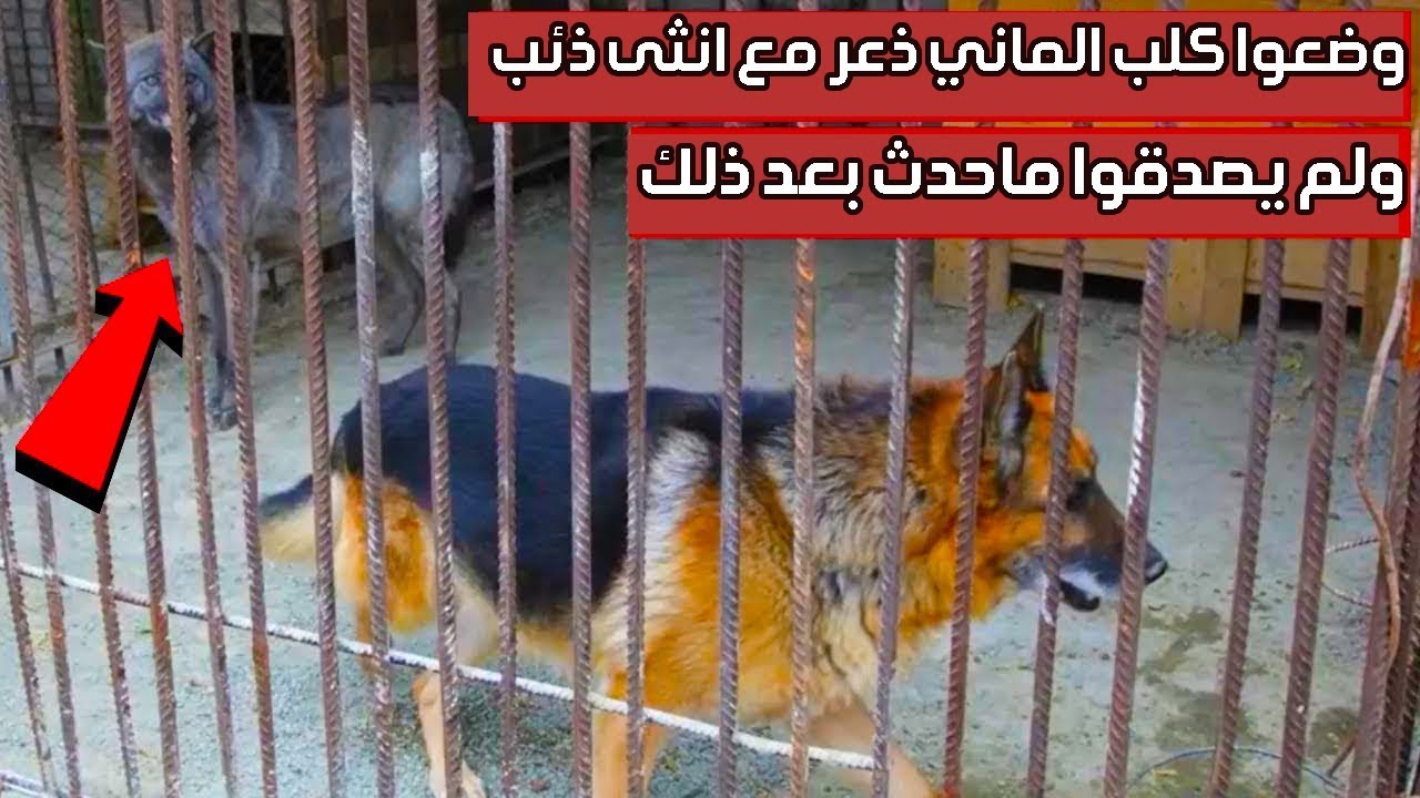 وضعوا كلب الماني ذكر في قفص انثى ذئب ، ولم يصدقوا ماحدث بعد ذلك