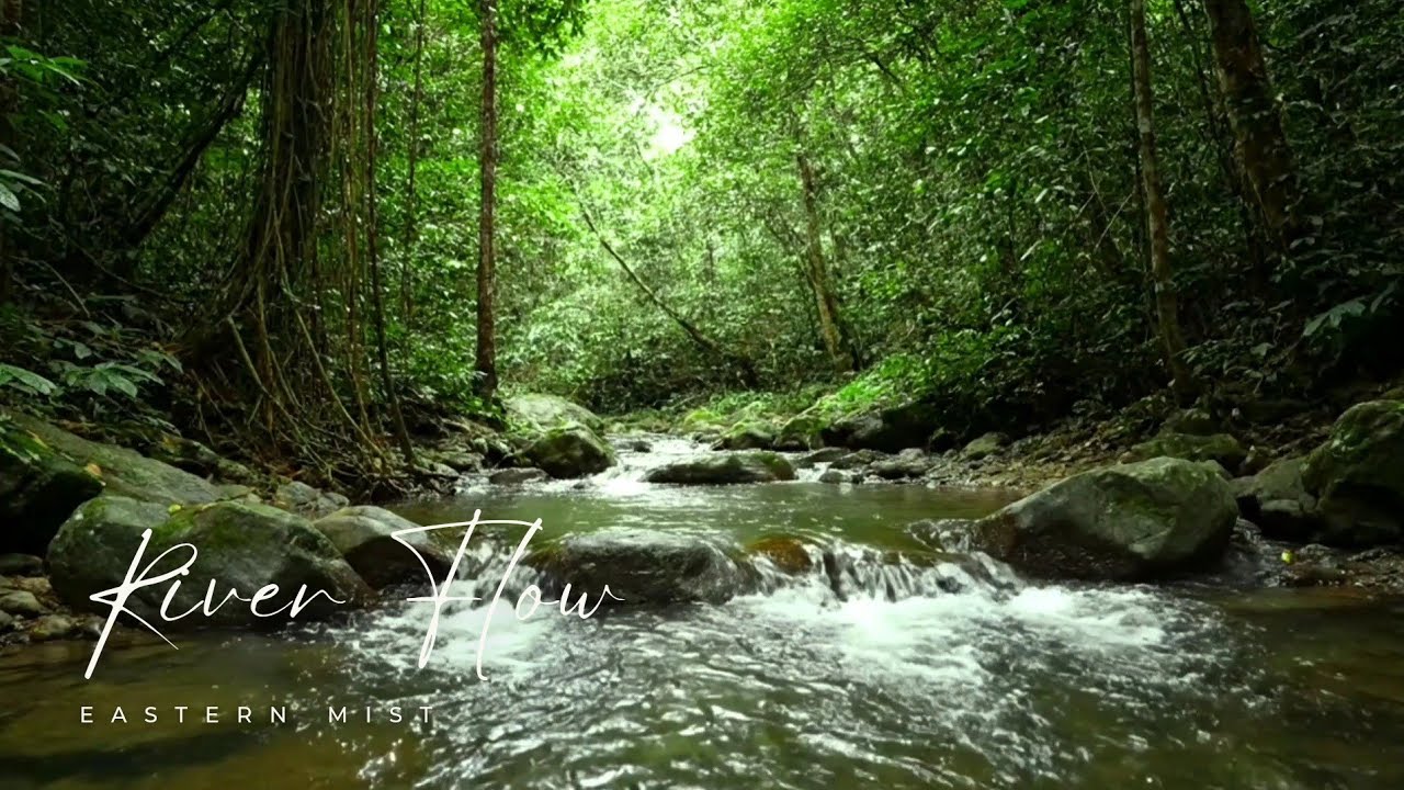 Mountain River Ambience: | Gentle Forest Stream, Water Sounds & Birdsong for Sleep & Study