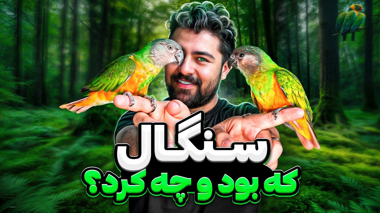 طوطی سنگال ; خفن ترین طوطی ؟