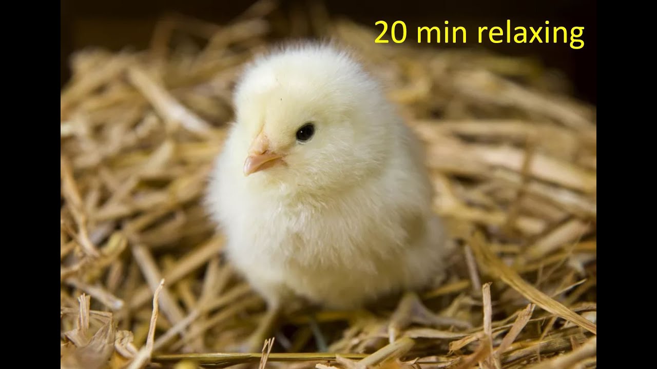 Observing 20 minutes relaxing baby chicks