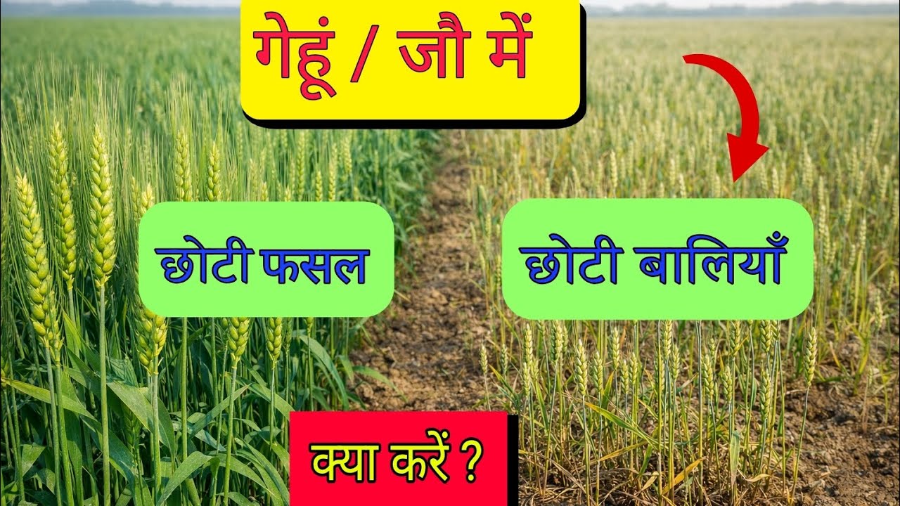गेहूं-जौ की बालियां 🌾छोटी रह गई? गेहूं-जौ की फसल दब गई? छोटी फसल और छोटी बालियां |