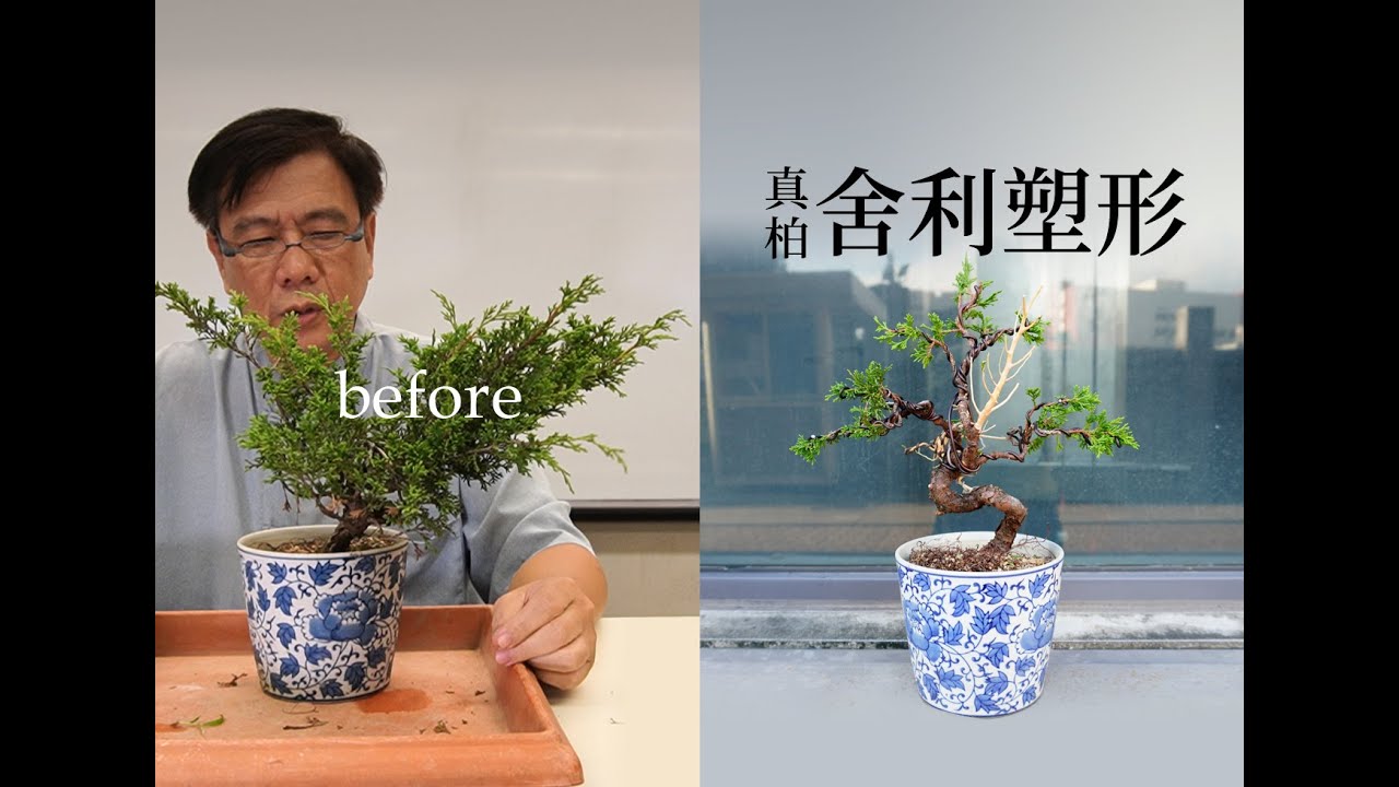 秋∣2019-2 系魚川真柏塑形創作∣舍利盤曲樹型∣請點選字幕 ◤林慶祥盆景藝術教學◢ Juniperus chinensis var. Bonsai in Taiwan