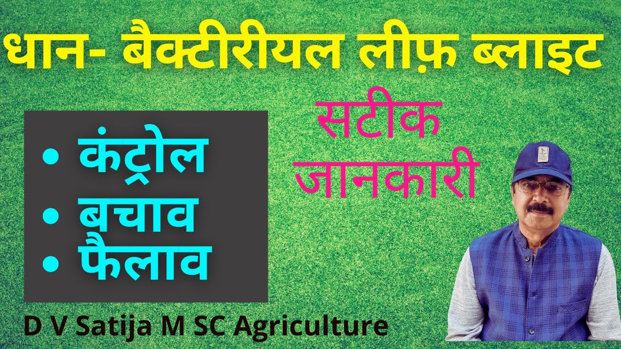 Dhan ka jhulsa rog | bacterial leaf blight of rice |