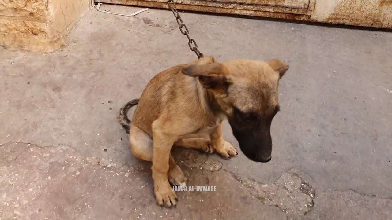 شاهد كيف يتم غش الناس بيعهم كلاب انها اصلية وهي  بلدية و مهجنه مع جمال العمواسي