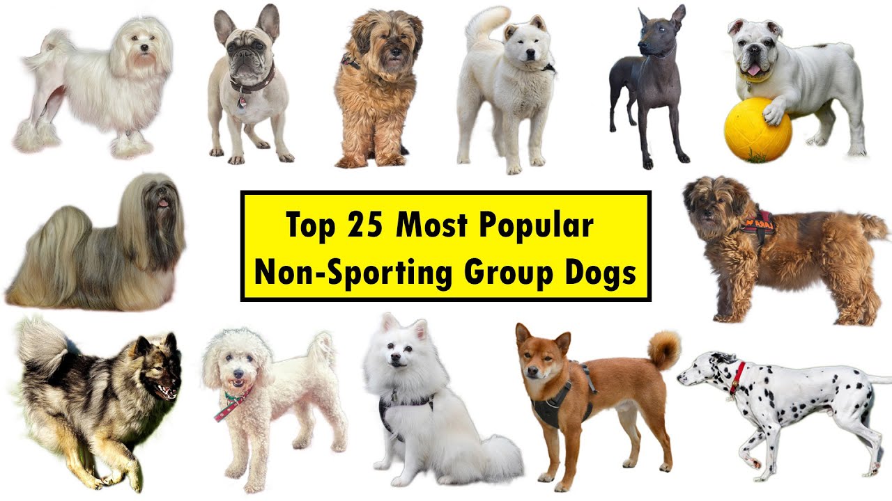 Top 25 Non-Sporting Group Dog Breeds