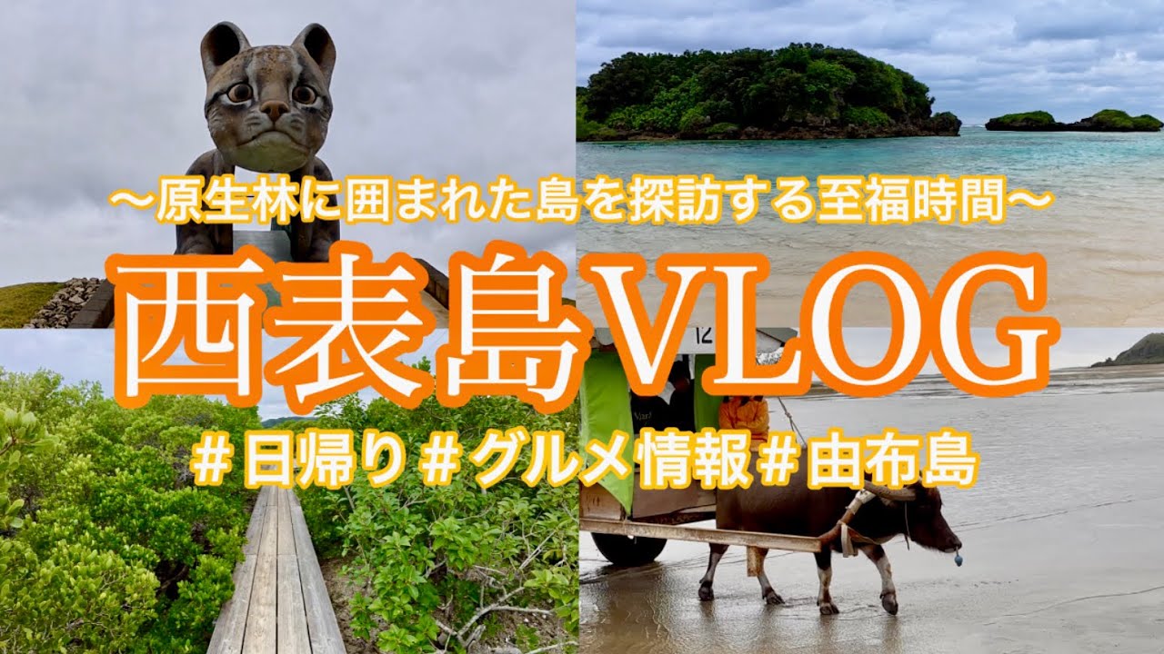 【西表島vlog】マングローブの島を大冒険🌳初めての西表島を満喫できる過ごし方🐃